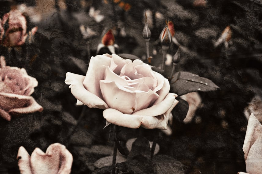 Vintage rose